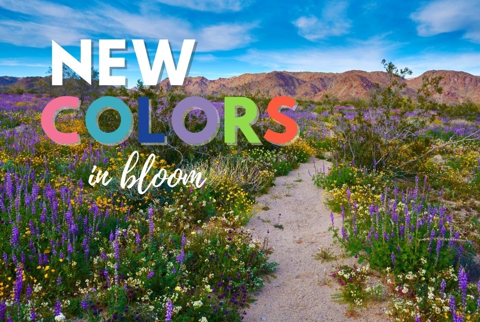 sneakergeeks official